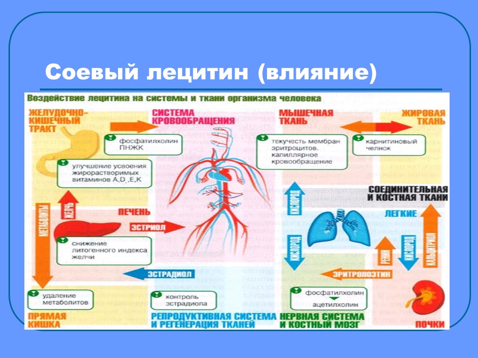 Пищевые добавки 2 Изучение сущности
