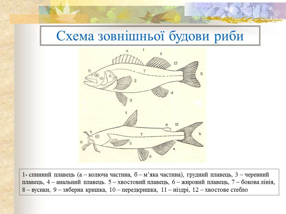 Родини промислових риб