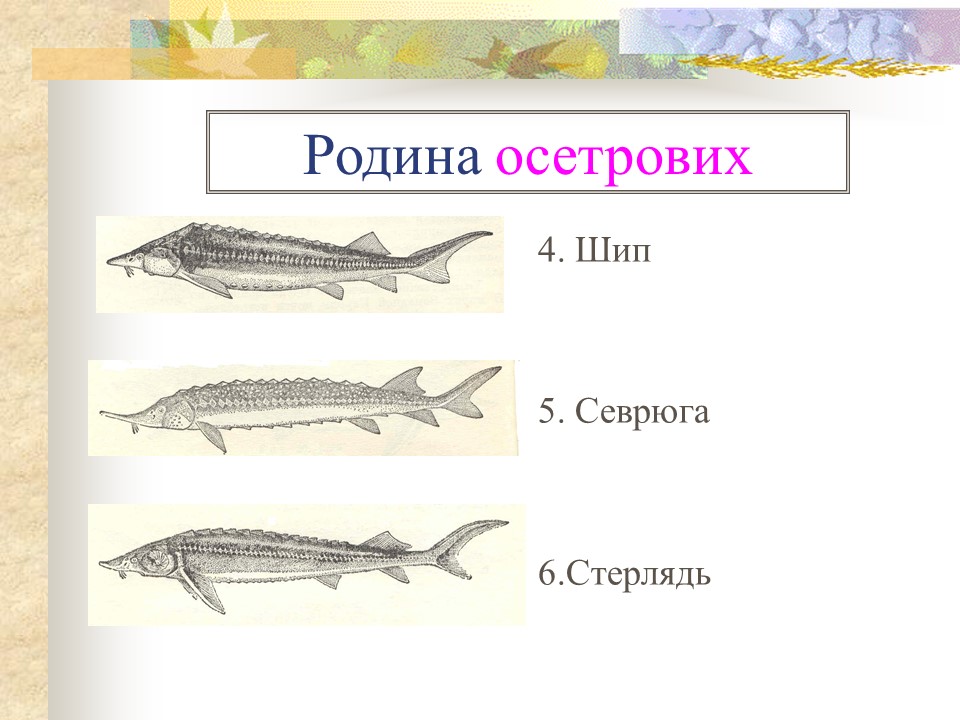 Родини промислових риб