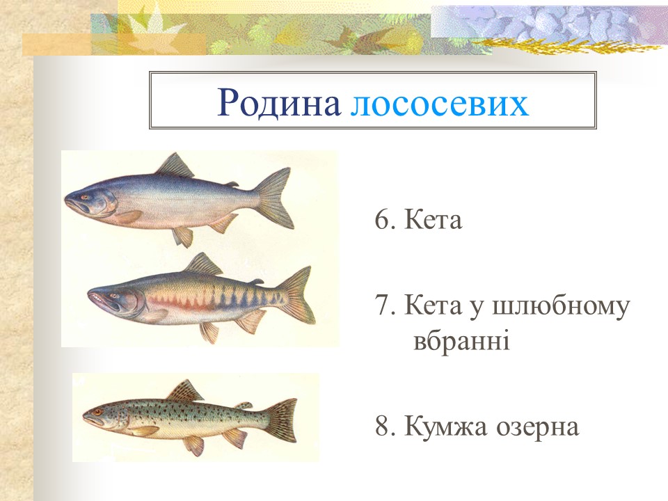 Родини промислових риб