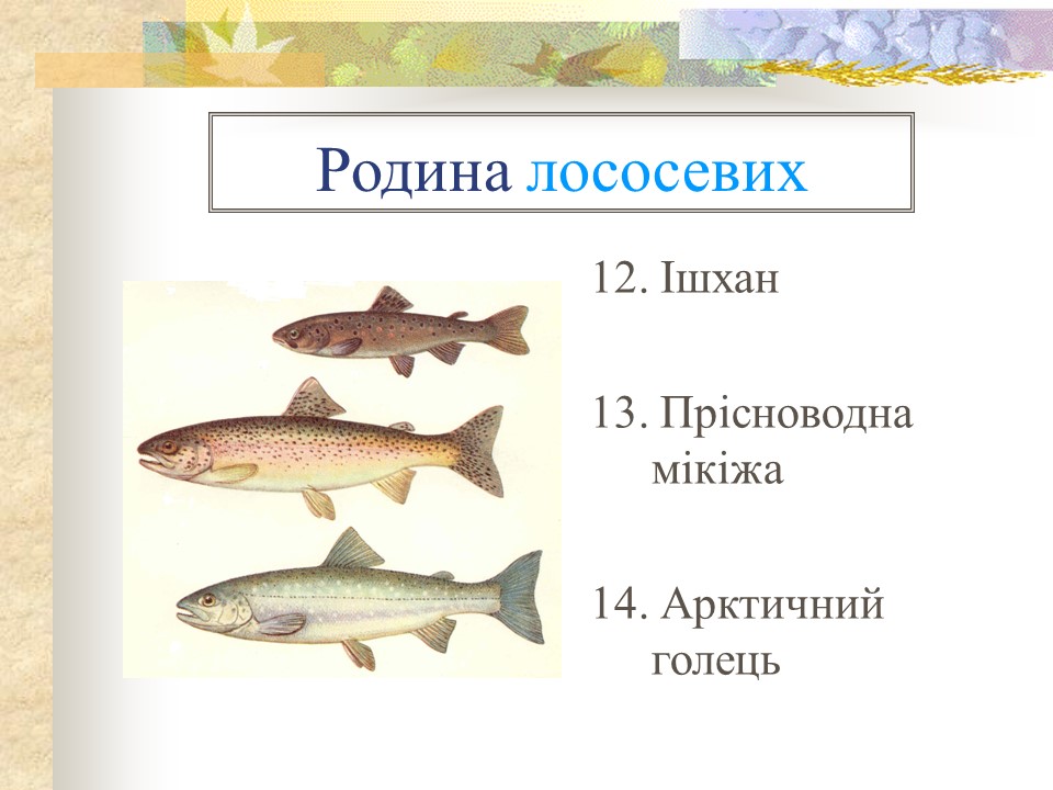 Родини промислових риб