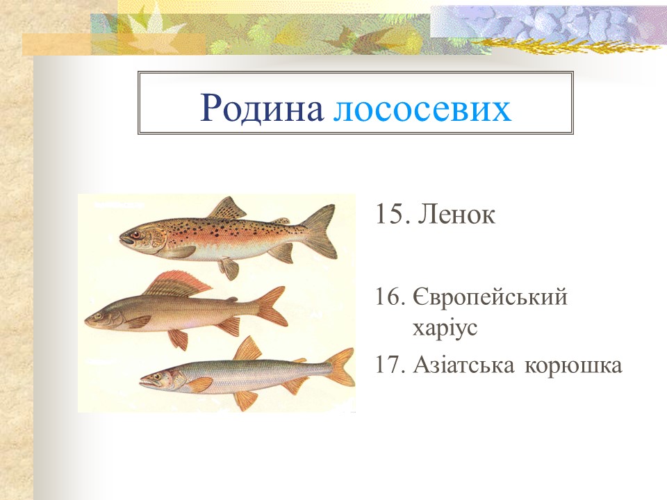 Родини промислових риб