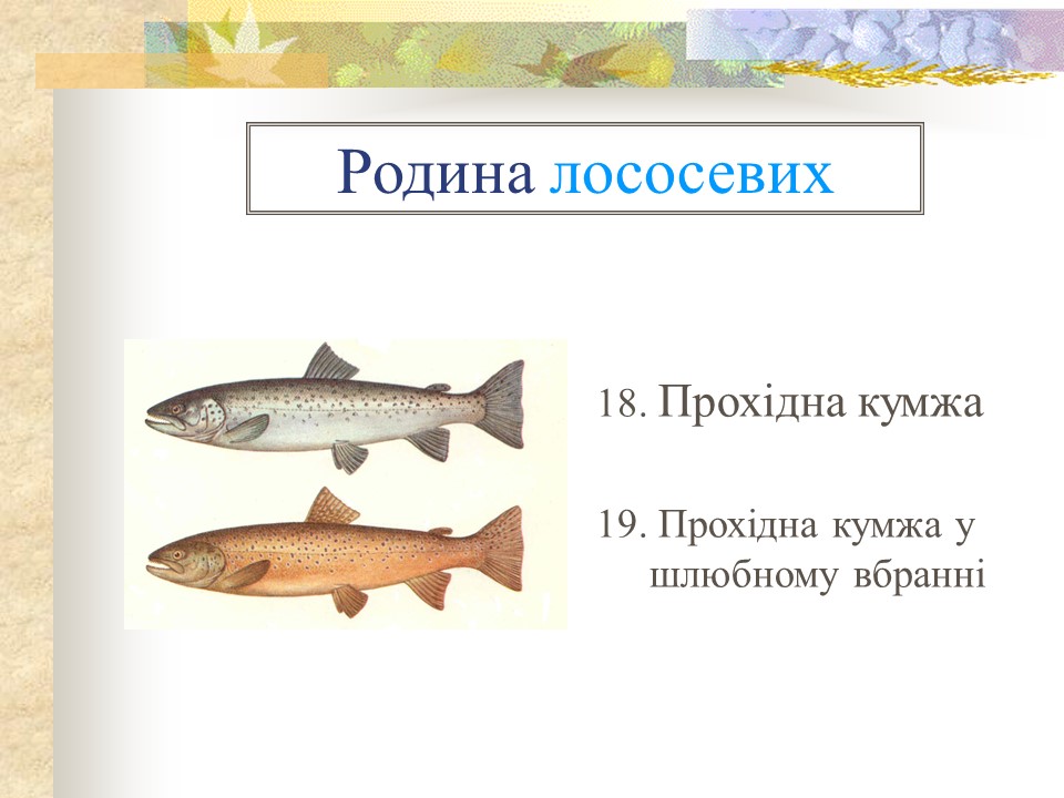 Родини промислових риб