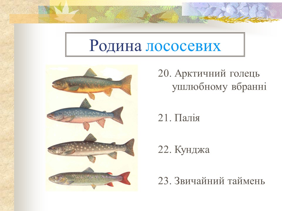 Родини промислових риб