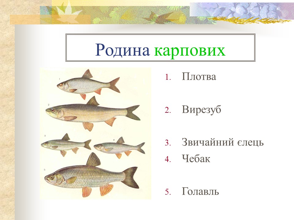 Родини промислових риб