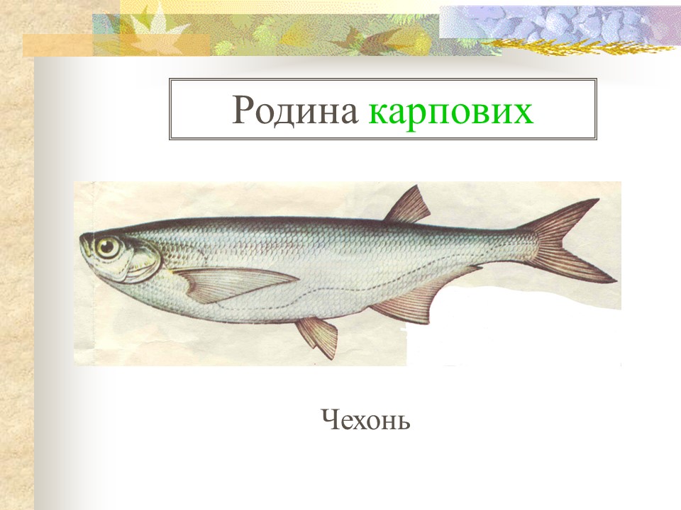 Родини промислових риб