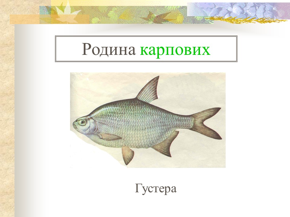 Родини промислових риб