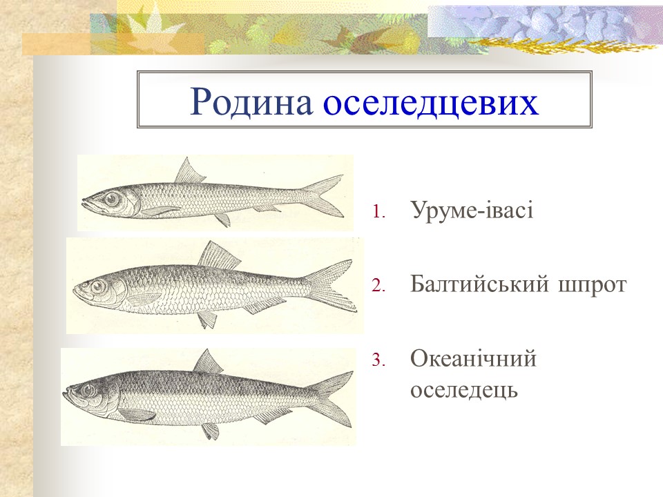 Родини промислових риб