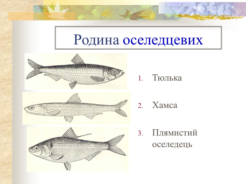 Родини промислових риб